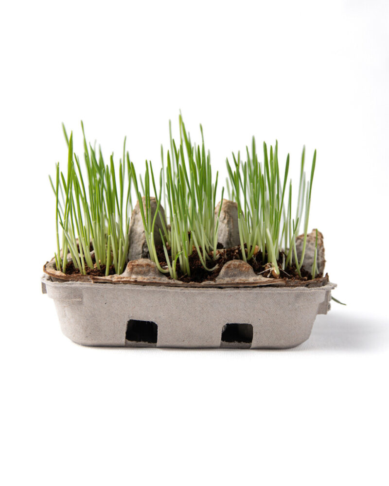 eco friendly grass growing kit